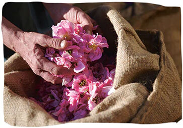 28 traceable supply chains