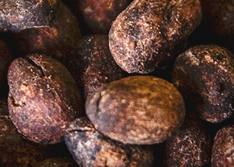 SHEA BUTTER INGREDIENT