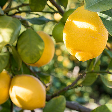 Lemon Essential Oil