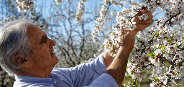 The Man Who Brought Back the Valensole Plateau Almonds