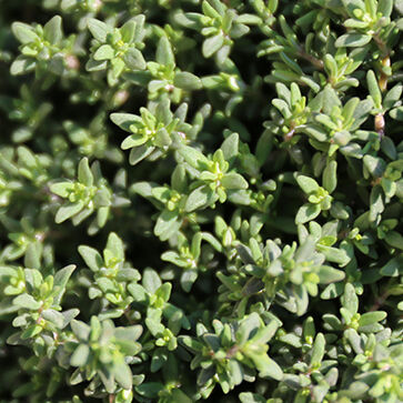 Provencal Thyme