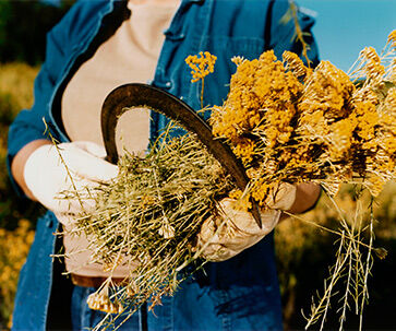 Sustainably Sourced Organic Immortelle