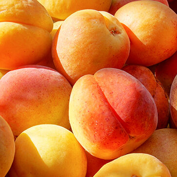 Apricot Oil