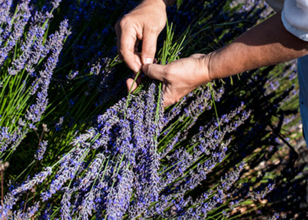 Sustainable Sourcing