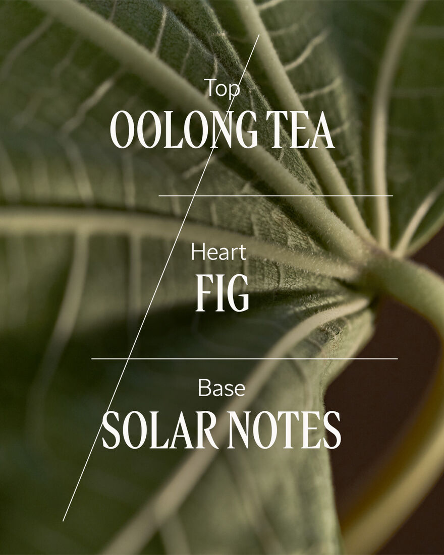 Figuier Oolong Home Diffuser Set, AURECT (2) | L&rsquo;OCCITANE Australia