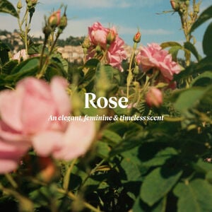 Rose Collection  | L’OCCITANE Australia
