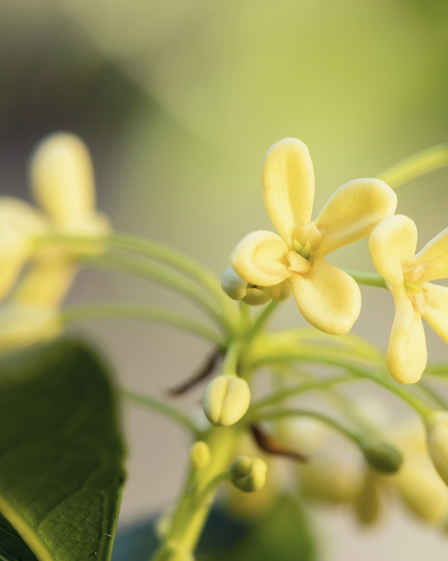 view 4/5 of Osmanthus Abricot Perfumed Hand Cream, , AURECT