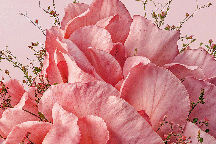 Rose Eau de Toilette : The Radiance of Rose