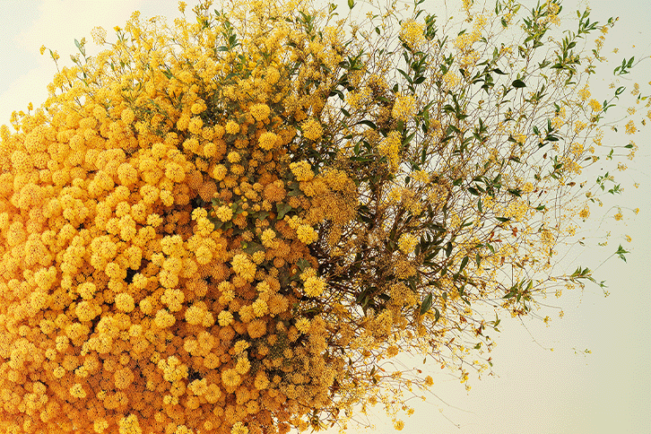Barbotine Eau de Parfum : Golden Bloom