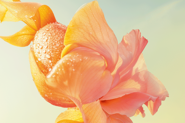 Osmanthus Abricot Eau de Toilette : Golden Harmony